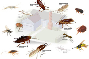 виды насекомых-вредителей